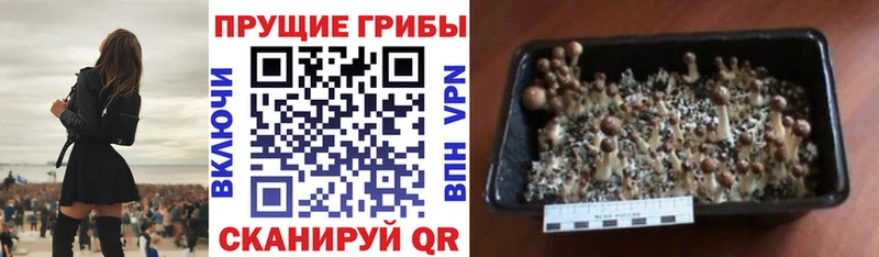 Галлюциногенные грибы Cubensis  хочу наркоту  Иннополис 